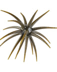 Berkley Powerbait Maxscent 'Moeba
