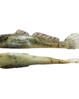 Grumpy Bait Goliath Goby