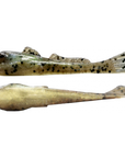 Grumpy Bait Round Goby